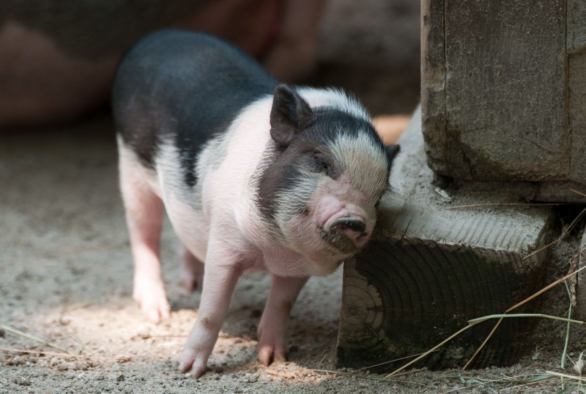 A black-and-white pot-bellied piglet scratching its cheek against a wooden post