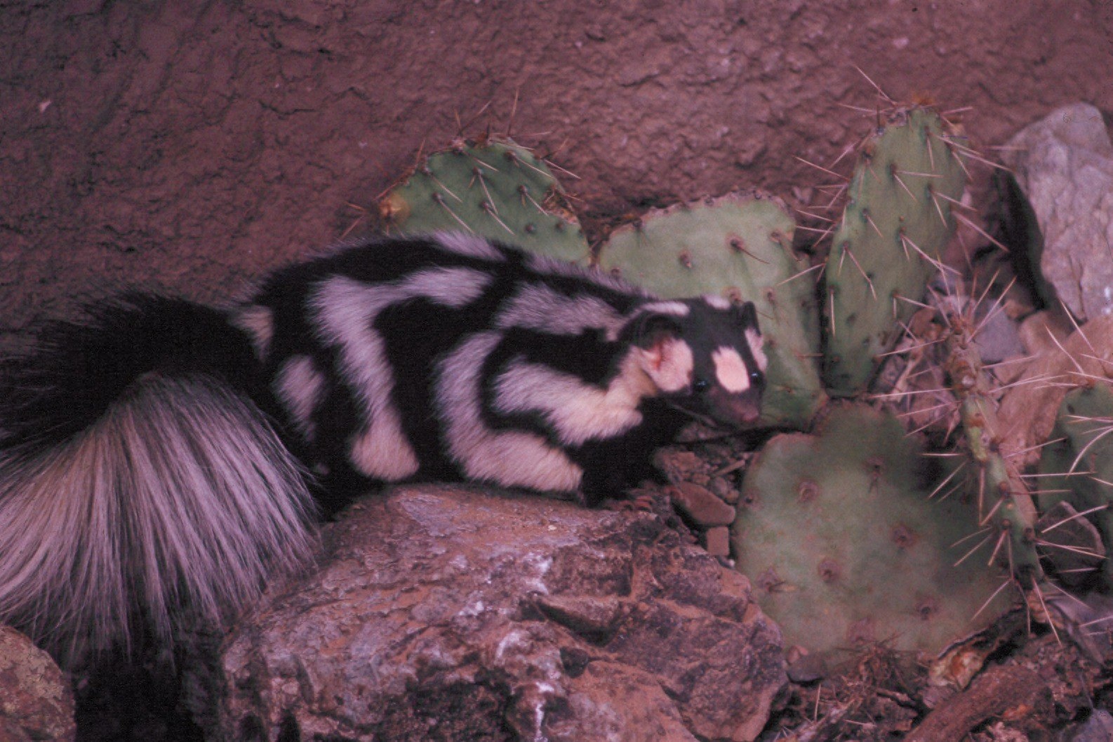 Western spotted skunk beside prickly pear cactus and a rock