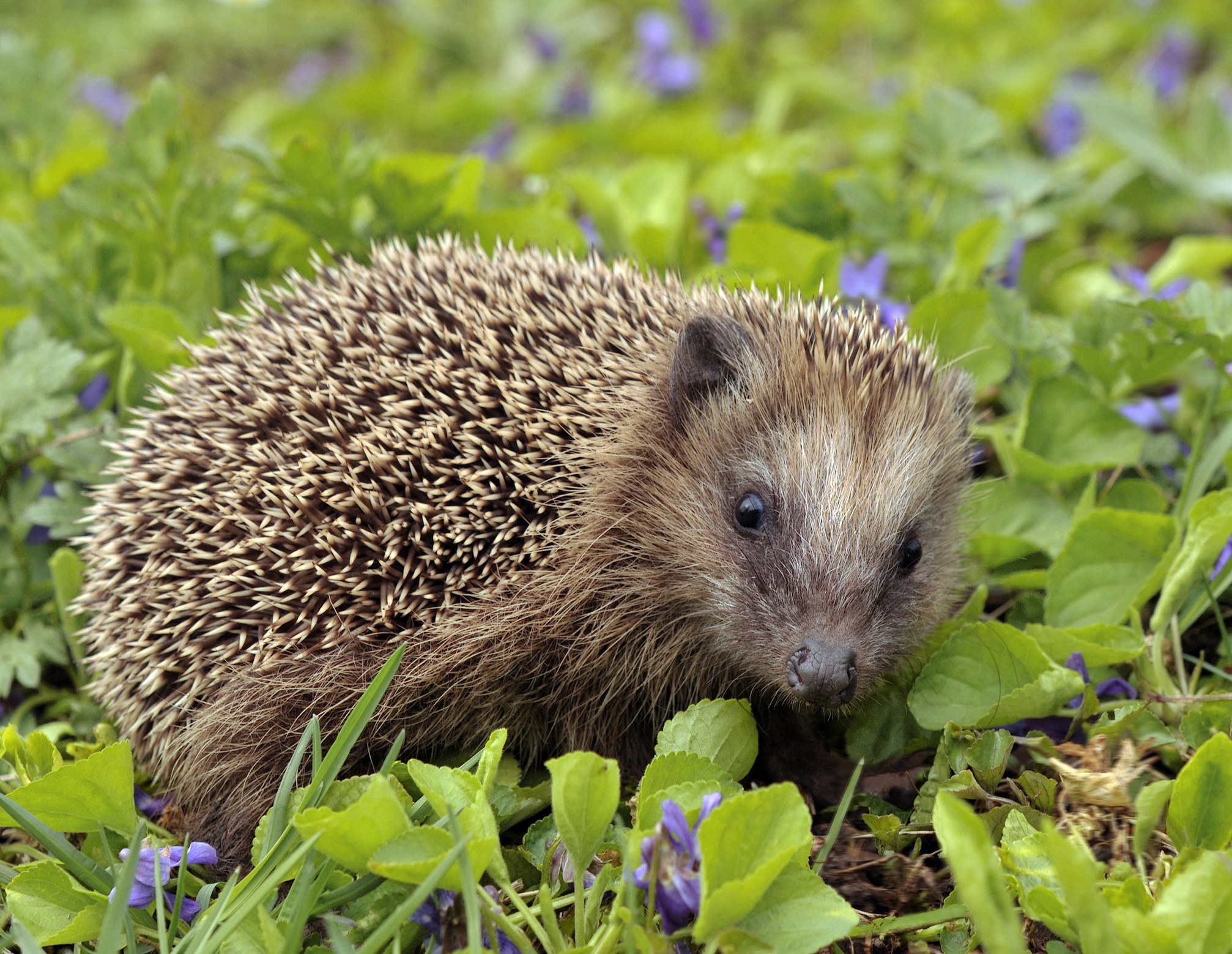 A young European hedgehog among green leaves and purple flowers