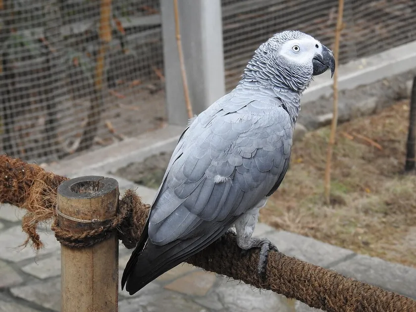 African grey parrot perched on a rope in an aviary