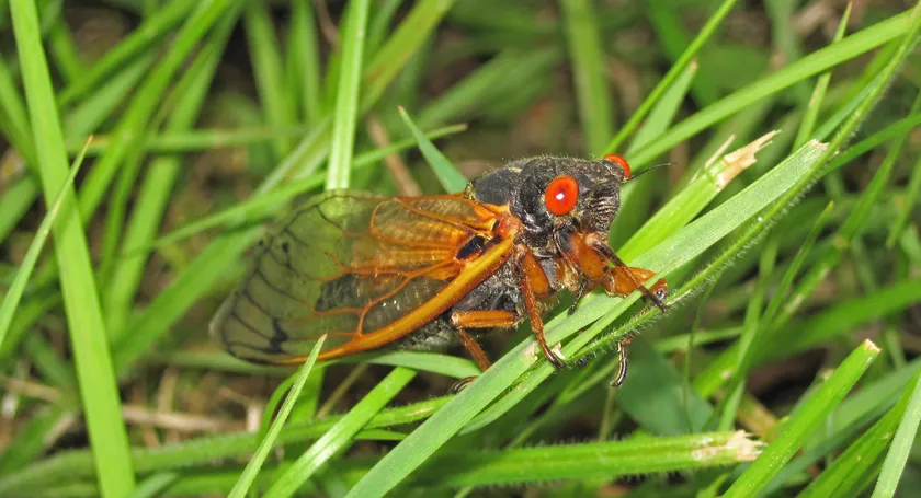 A red-eyed 17-year periodical cicada resting among green grass in Ohio