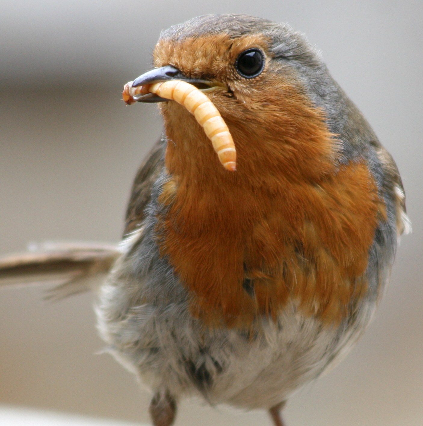 European robin holding a mealworm in its beak