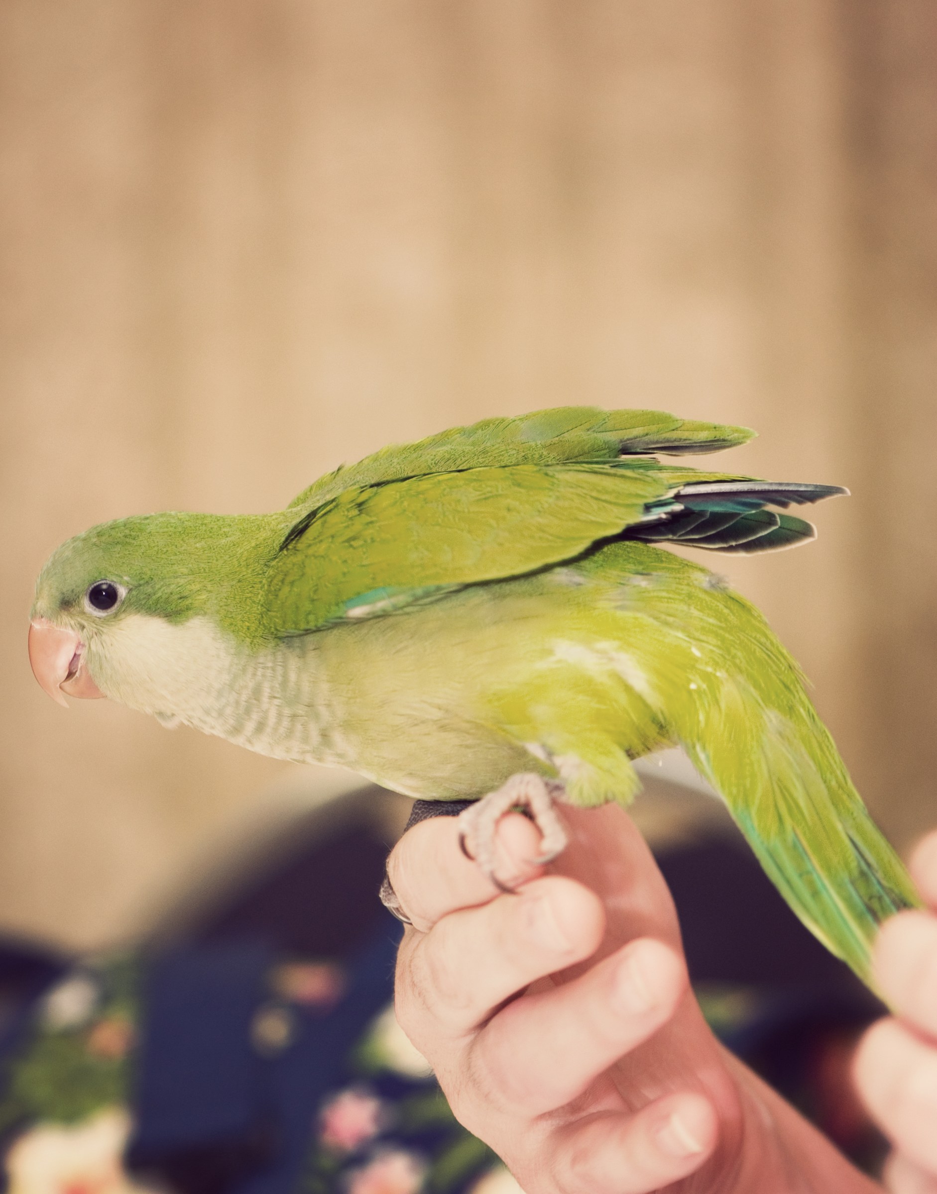 Young monk parakeet stepping onto a person’s fingers