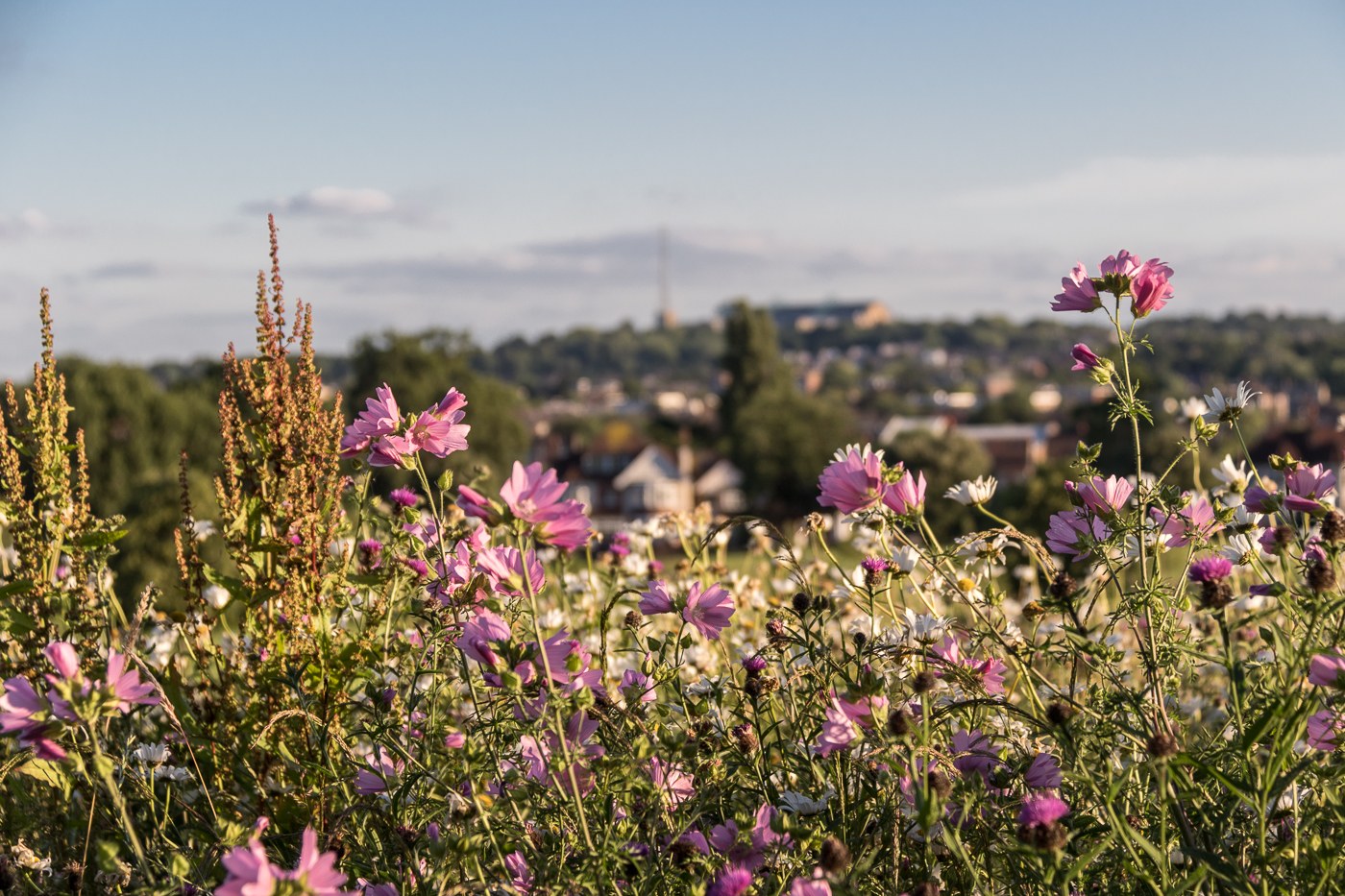Pink and white flowers in Broomfield Park with London buildings beyond