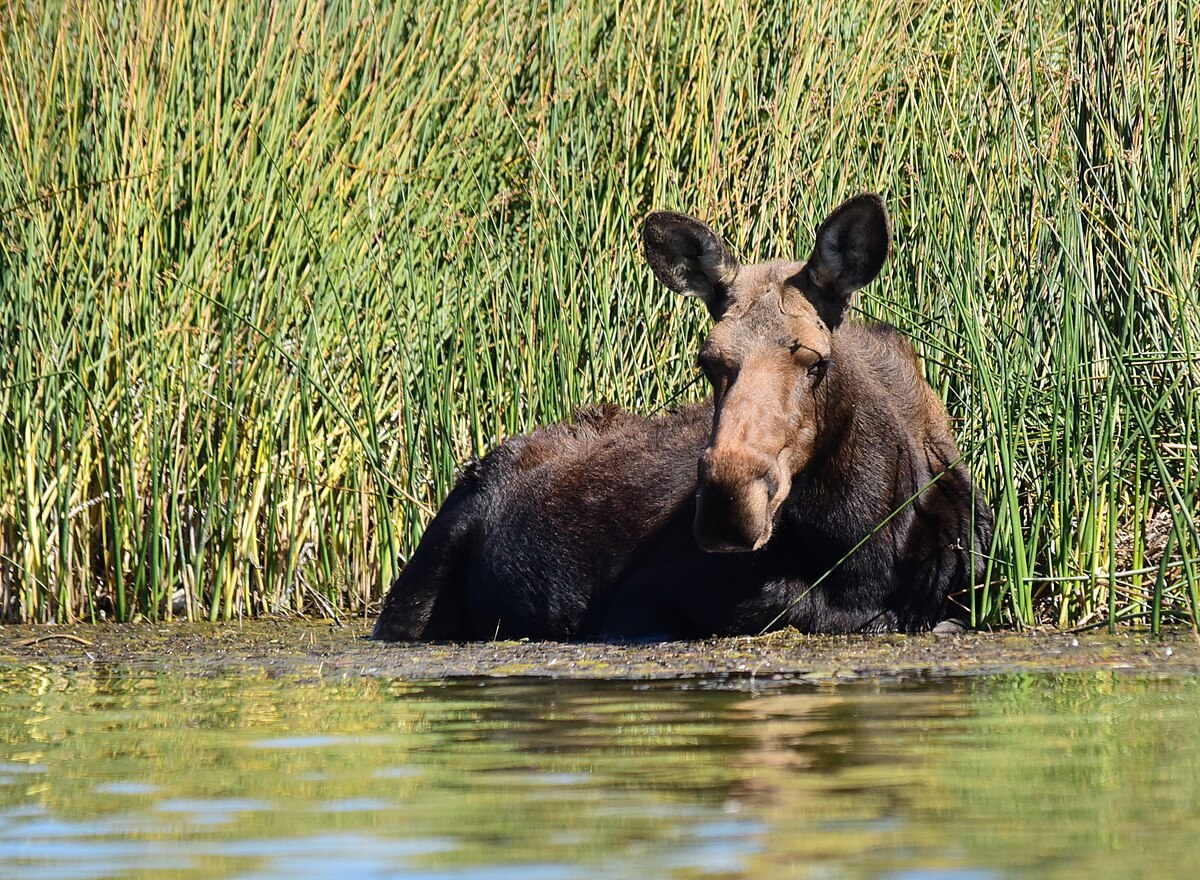 Cow moose resting in wetland reeds beside water at Seedskadee National Wildlife Refuge