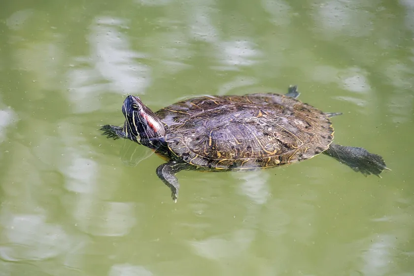 Red-eared slider swimming at the surface of a pond, with its head and shell visible