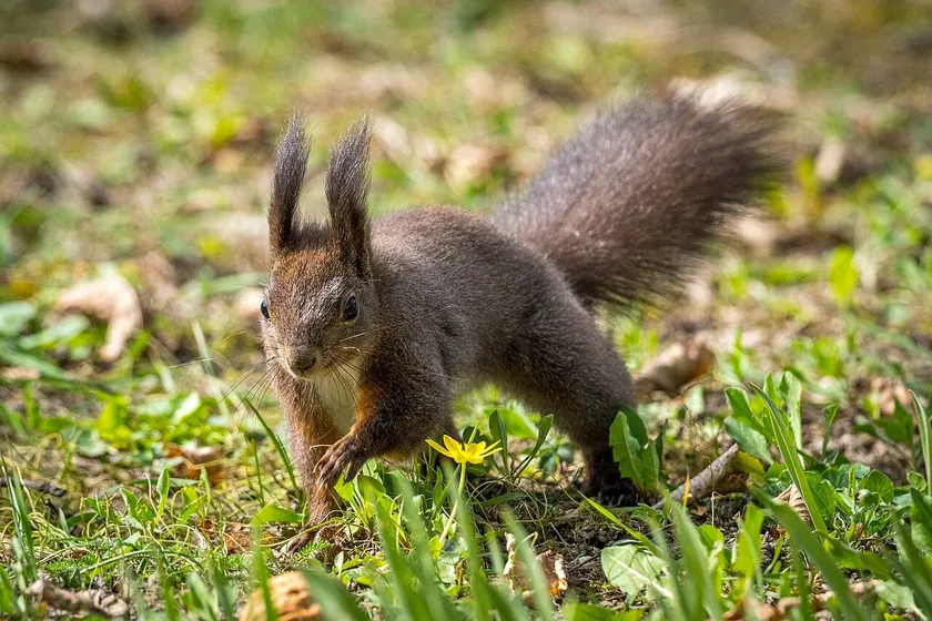 Eurasian red squirrel with dark winter fur, long ear tufts and a plain-coloured tail crossing grass