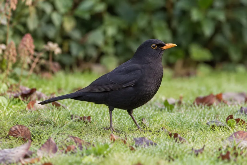 A blackbird visiting a garden