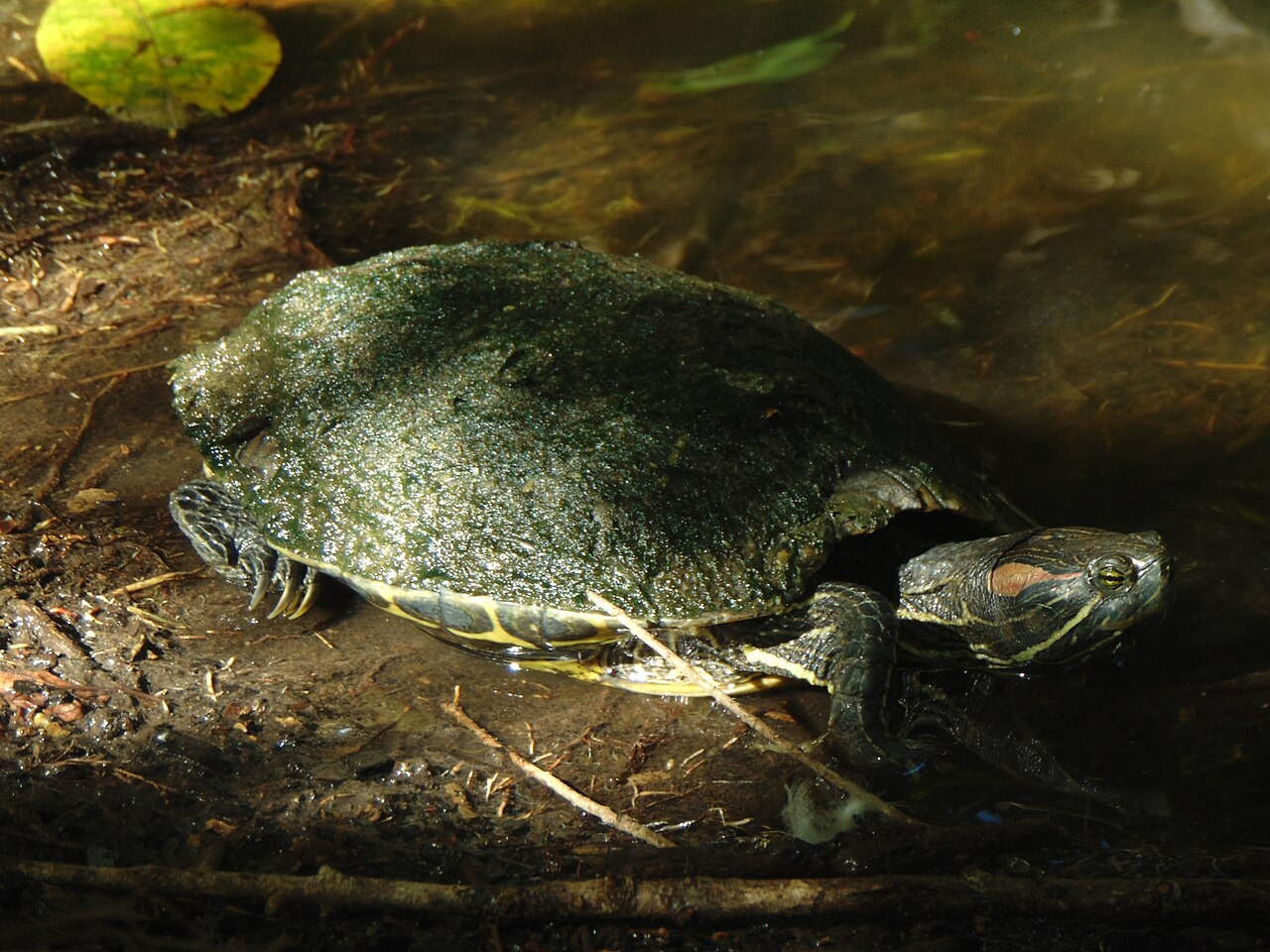 Red-eared slider resting at the edge of shallow water, with its head raised