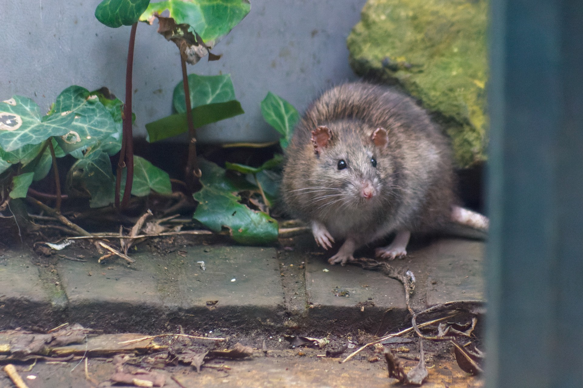 Brown rat standing on garden paving beside pots and ivy