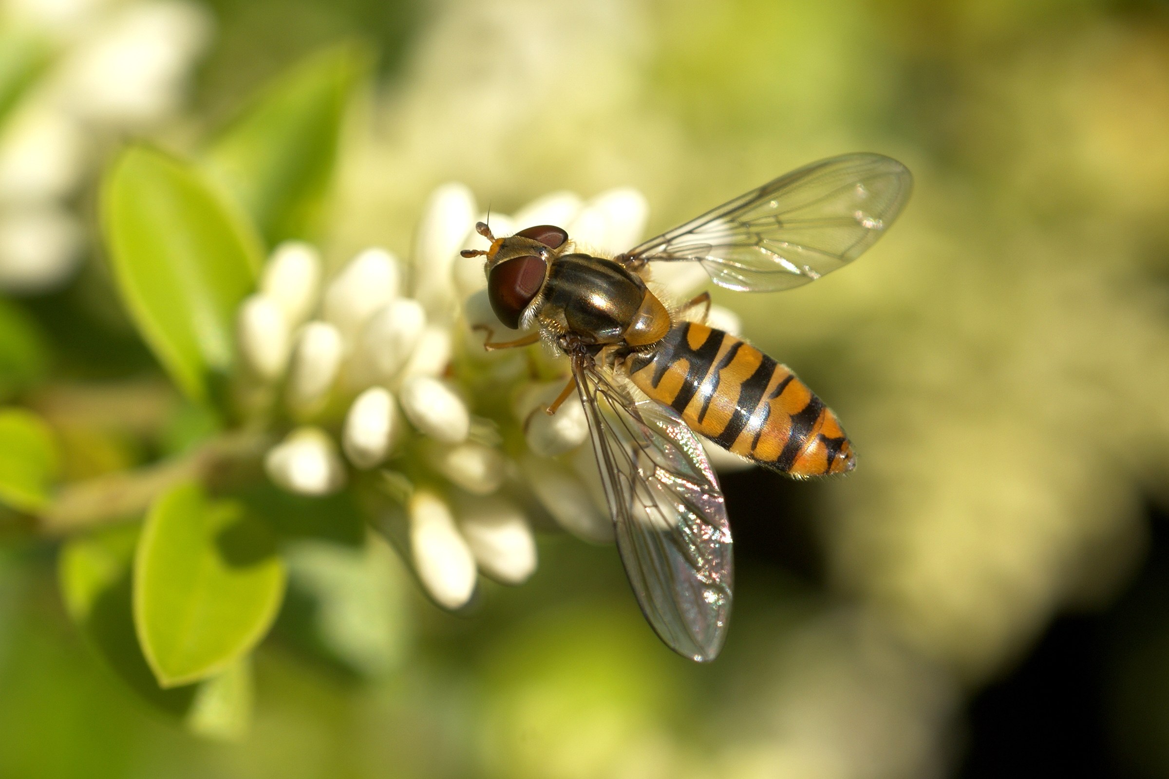 Female marmalade hoverfly on white flowers, showing its large eyes, striped abdomen and one pair of wings