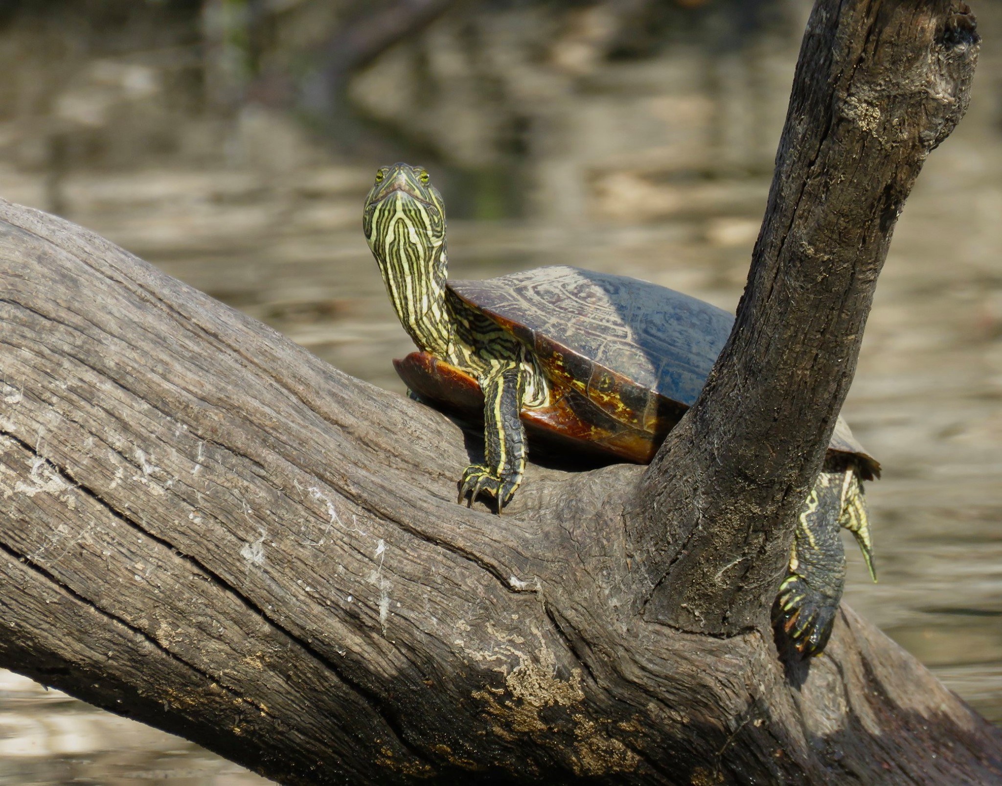 Red-eared slider basking on a sunlit log above the water