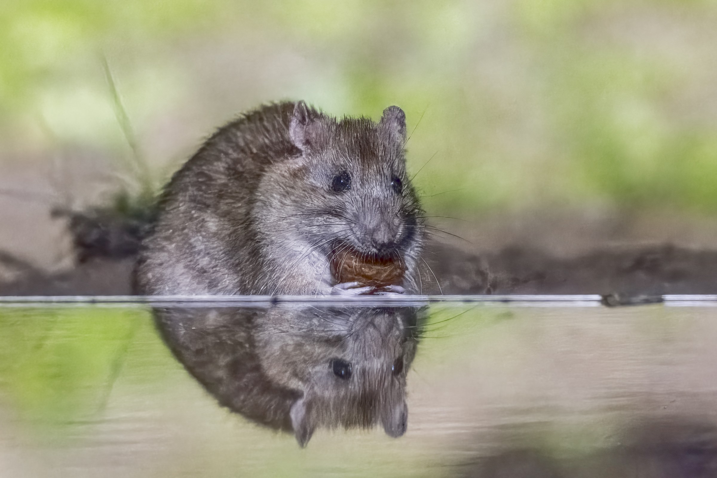 A brown rat beside water at night with food held between its front paws