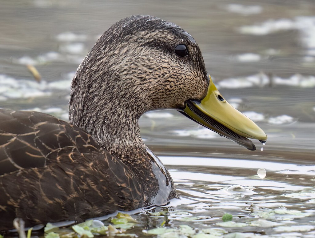 A black duck with its bill partly open, showing a row of fine comb-like lamellae along the inside edge
