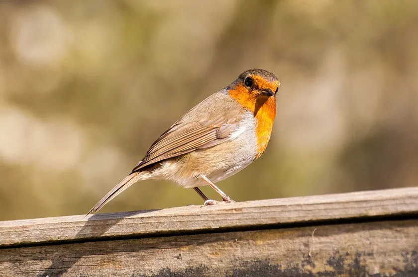 European robin with an orange breast perched on a wooden garden fence