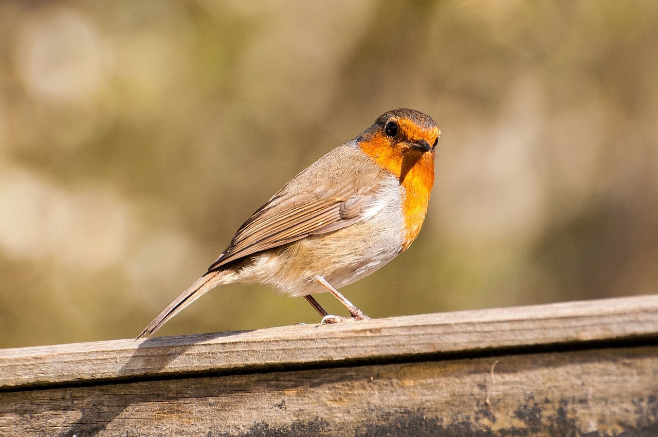 European robin with an orange breast perched on a wooden garden fence