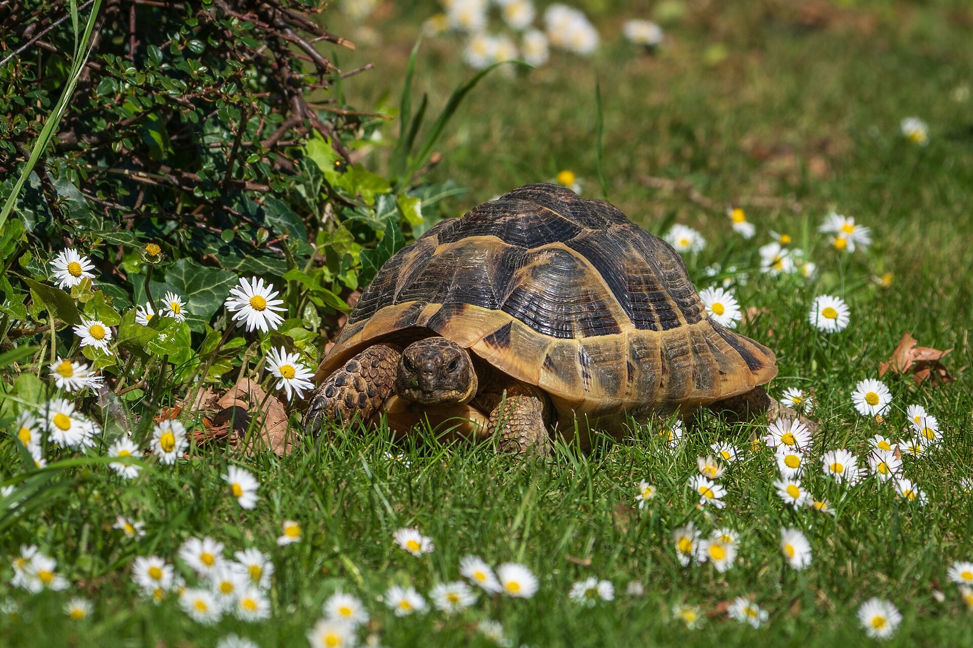 Hermann’s tortoise in grass among white daisies