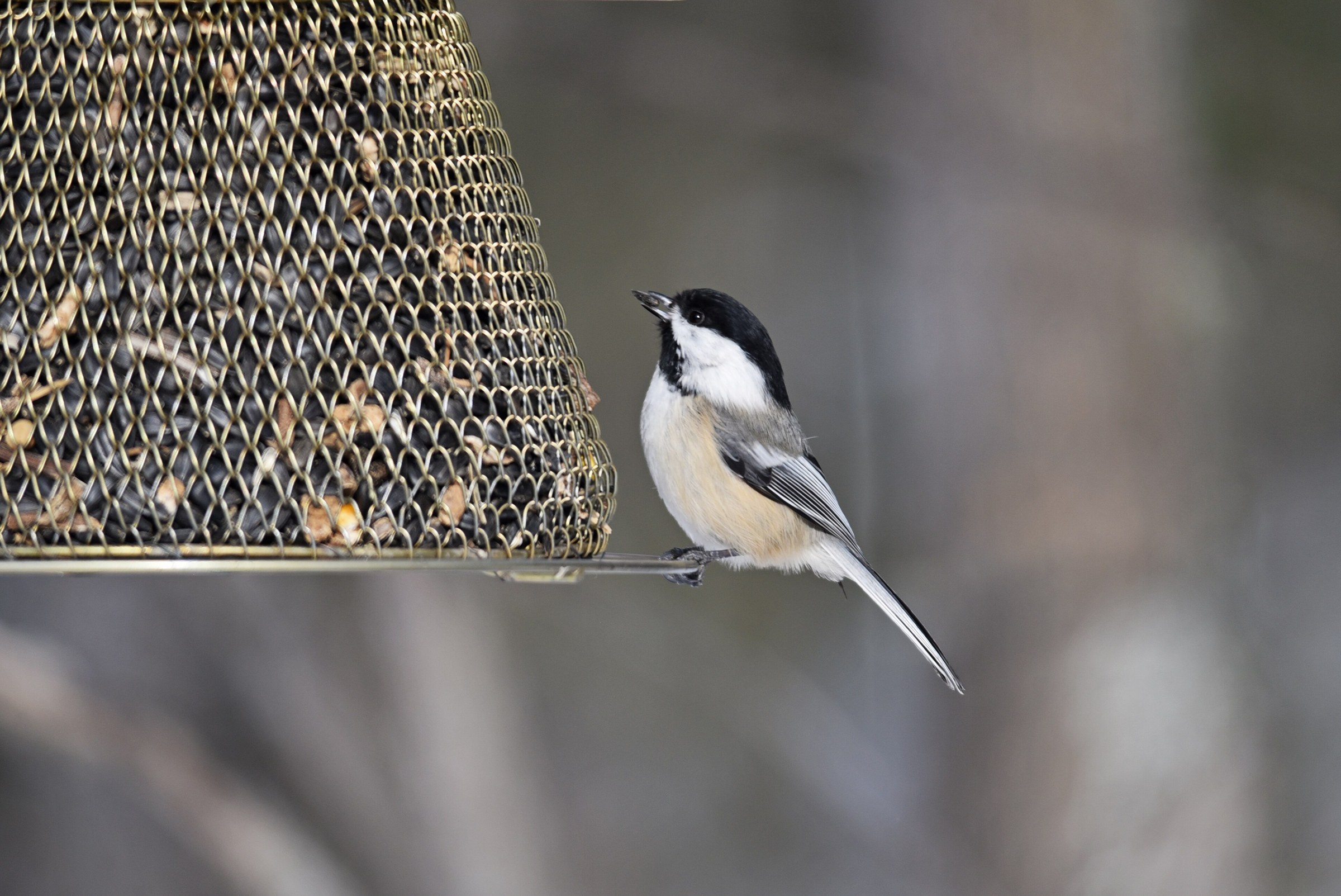 Black-capped chickadee perched on the rim of a metal mesh seed feeder