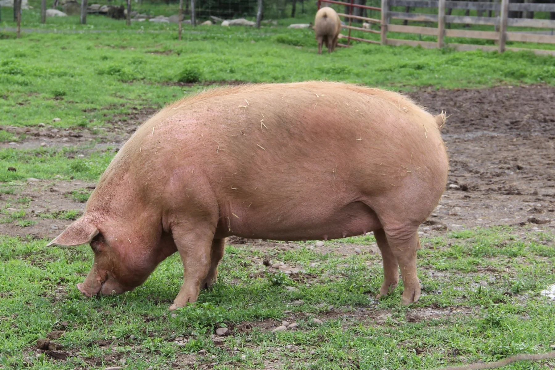 A pink pig foraging with its snout in grass outdoors