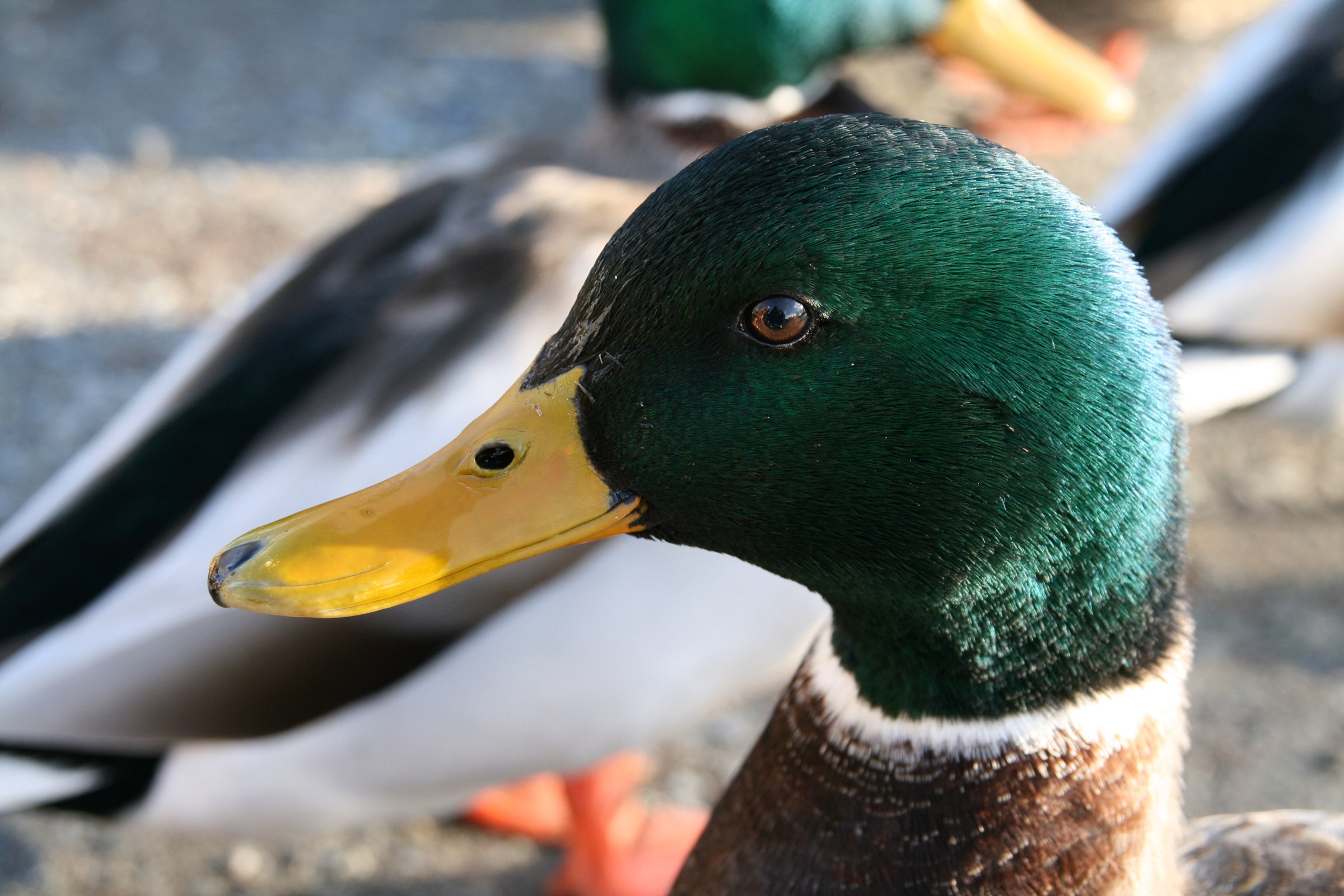 Male mallard in close-up, showing its eye, yellow bill and green head feathers