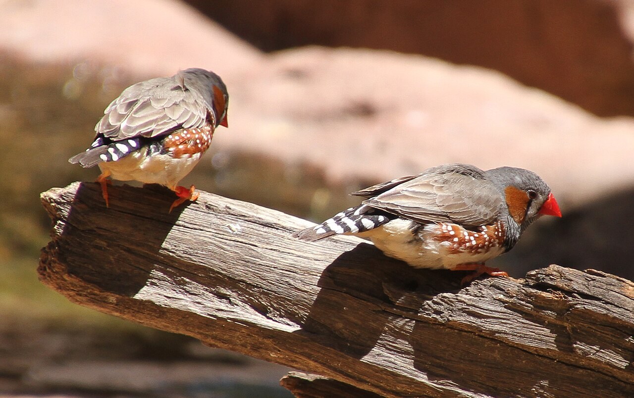 Two zebra finches perched on the same branch