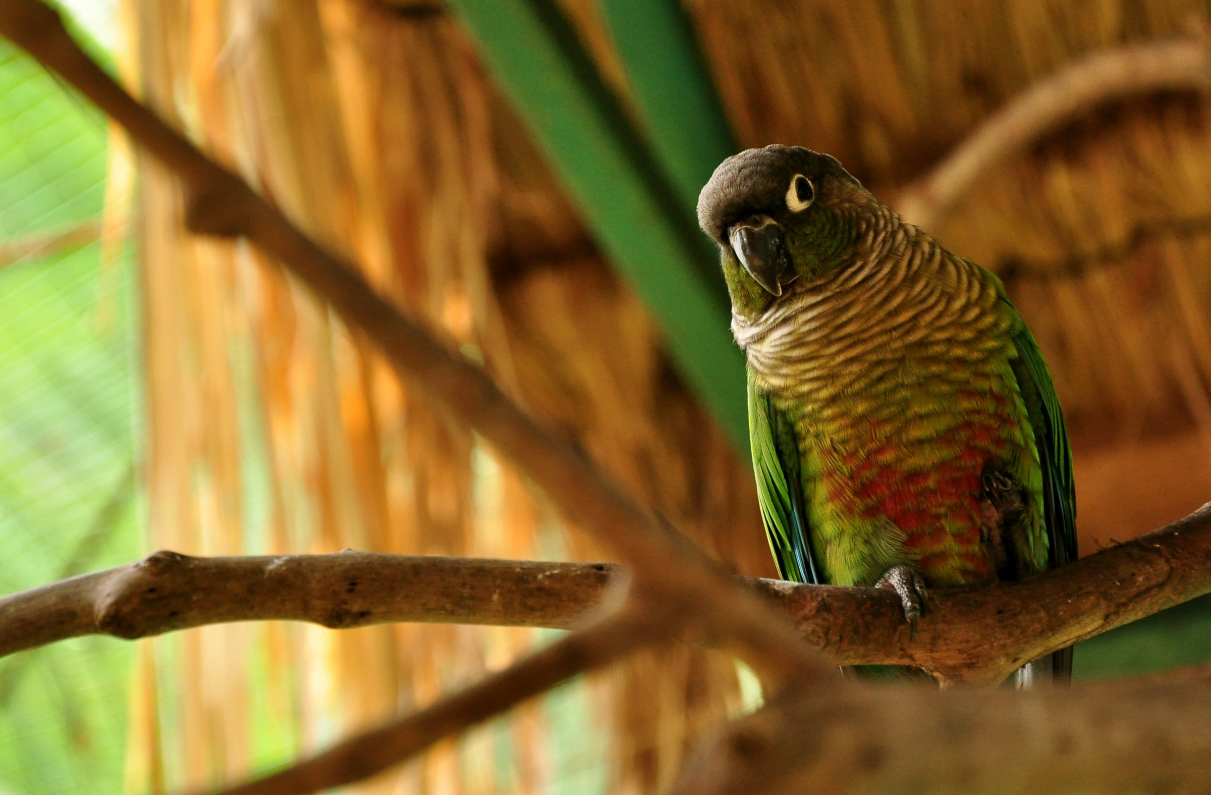 Green-cheeked conure perched on a branch in an aviary