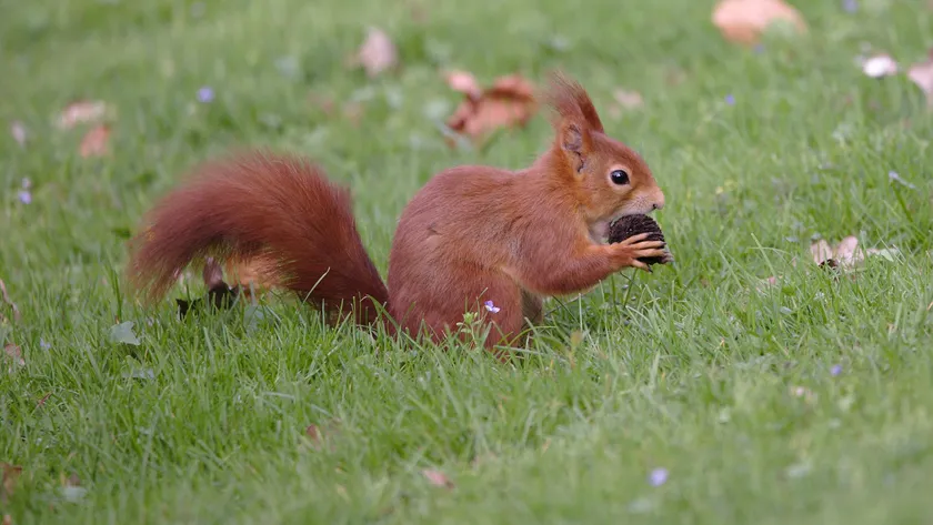 Red squirrel holding a nut in grass