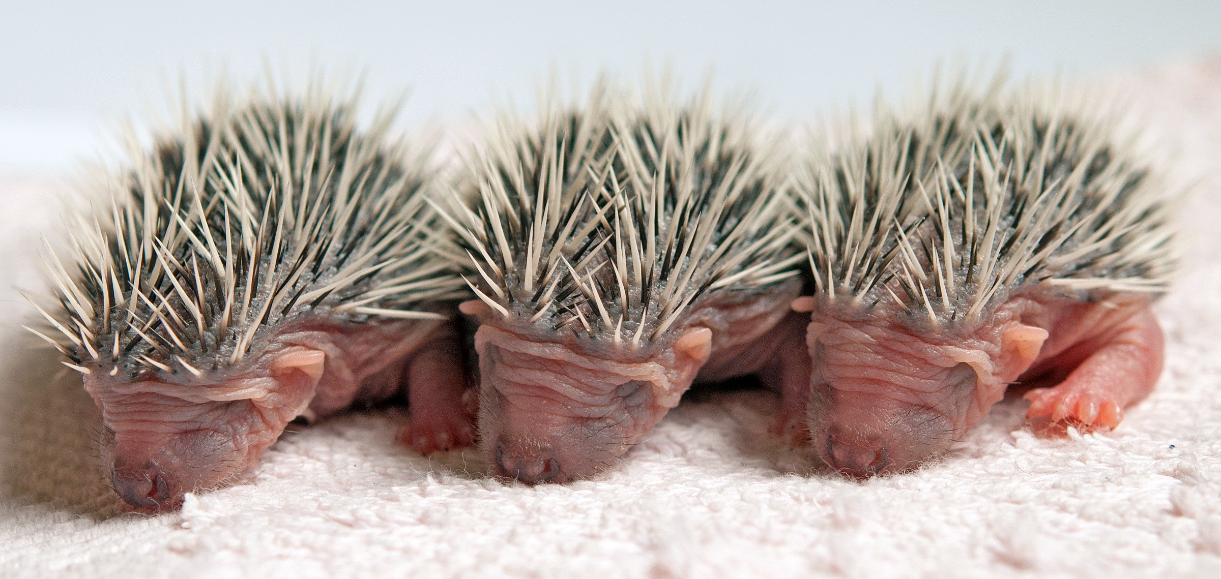 Three one-day-old European hedgehog hoglets with closed eyes and pale first spines