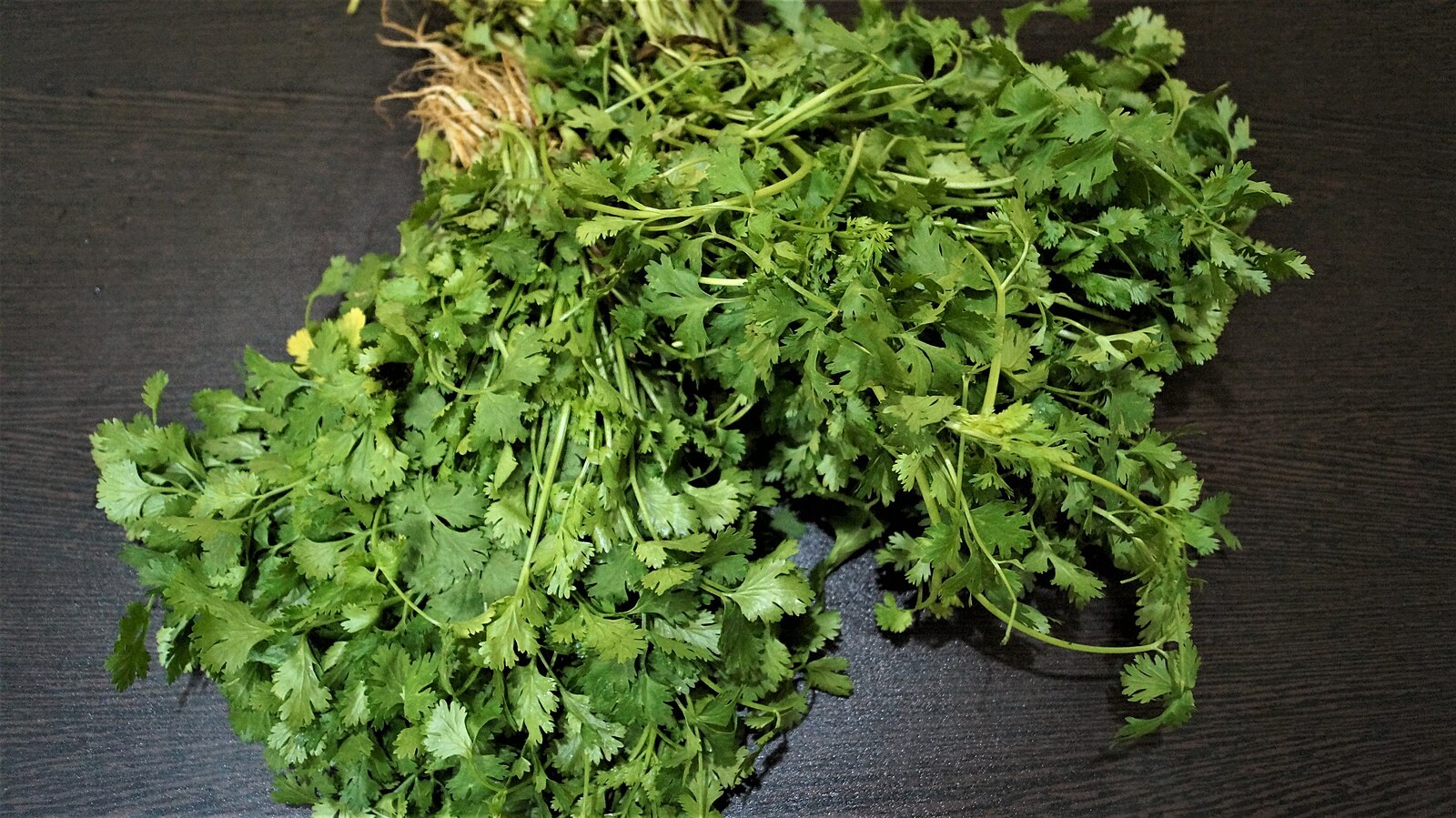 Fresh bunches of coriander leaves and stems on a dark surface