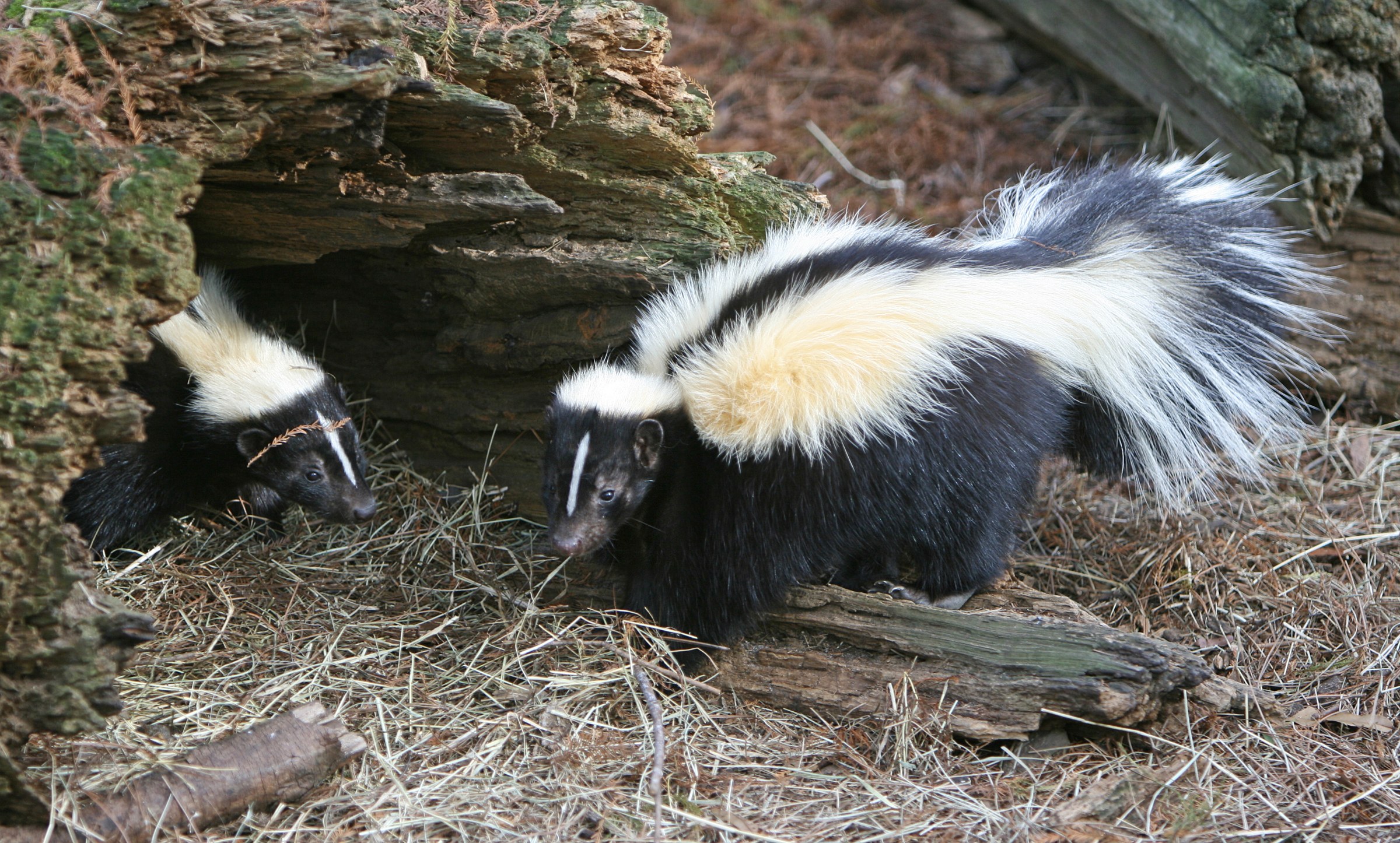 Two striped skunks beside a hollow log, with the adult in the foreground