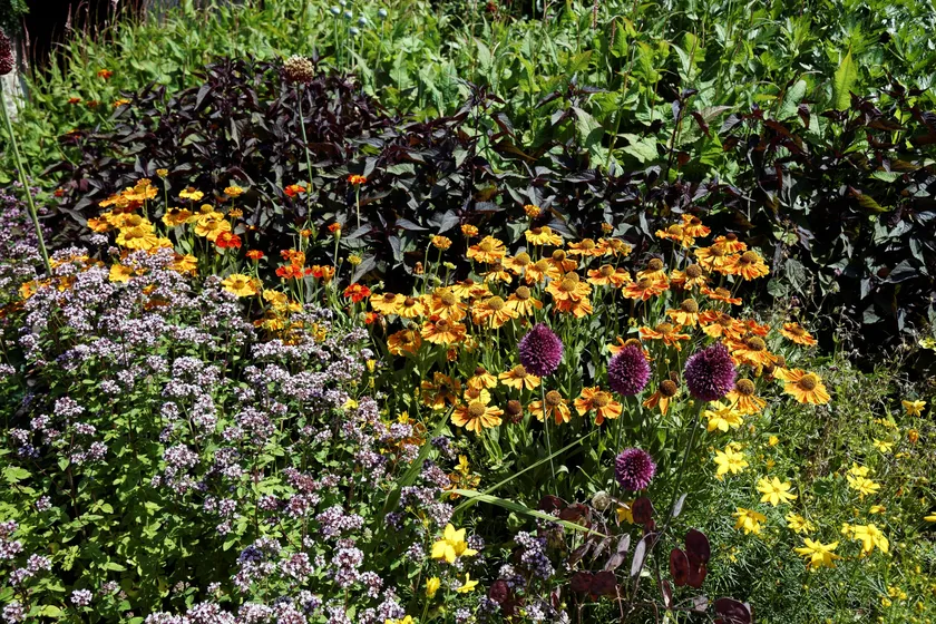 A summer flower border with pink, purple and white blooms