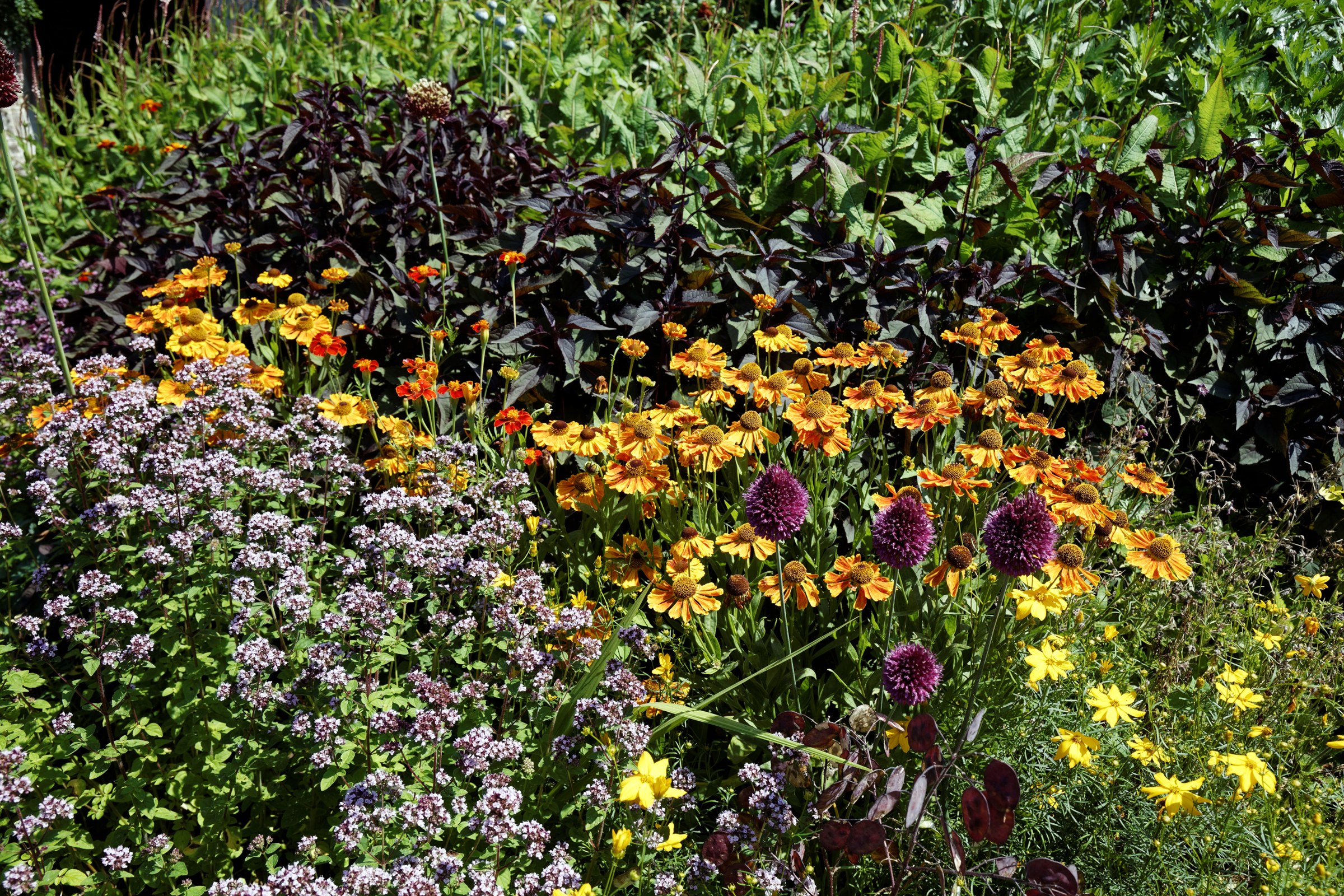 A summer flower border with pink, purple and white blooms