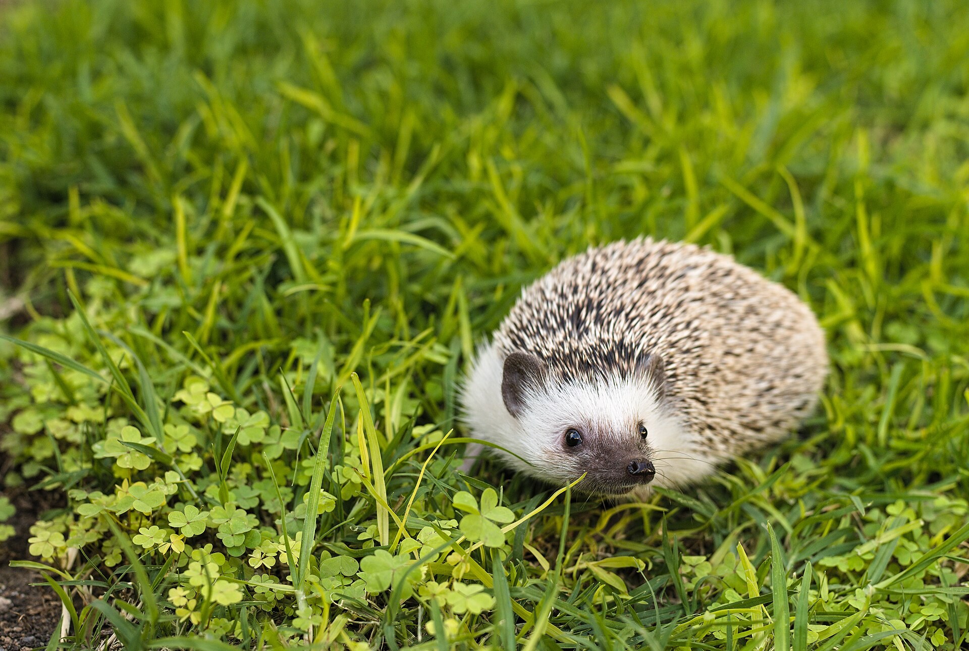 Pet African pygmy hedgehog standing on grass with its face visible