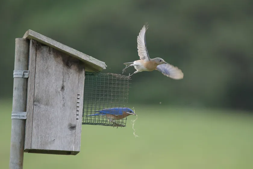 Male and female Eastern Bluebirds beside a wooden nest box