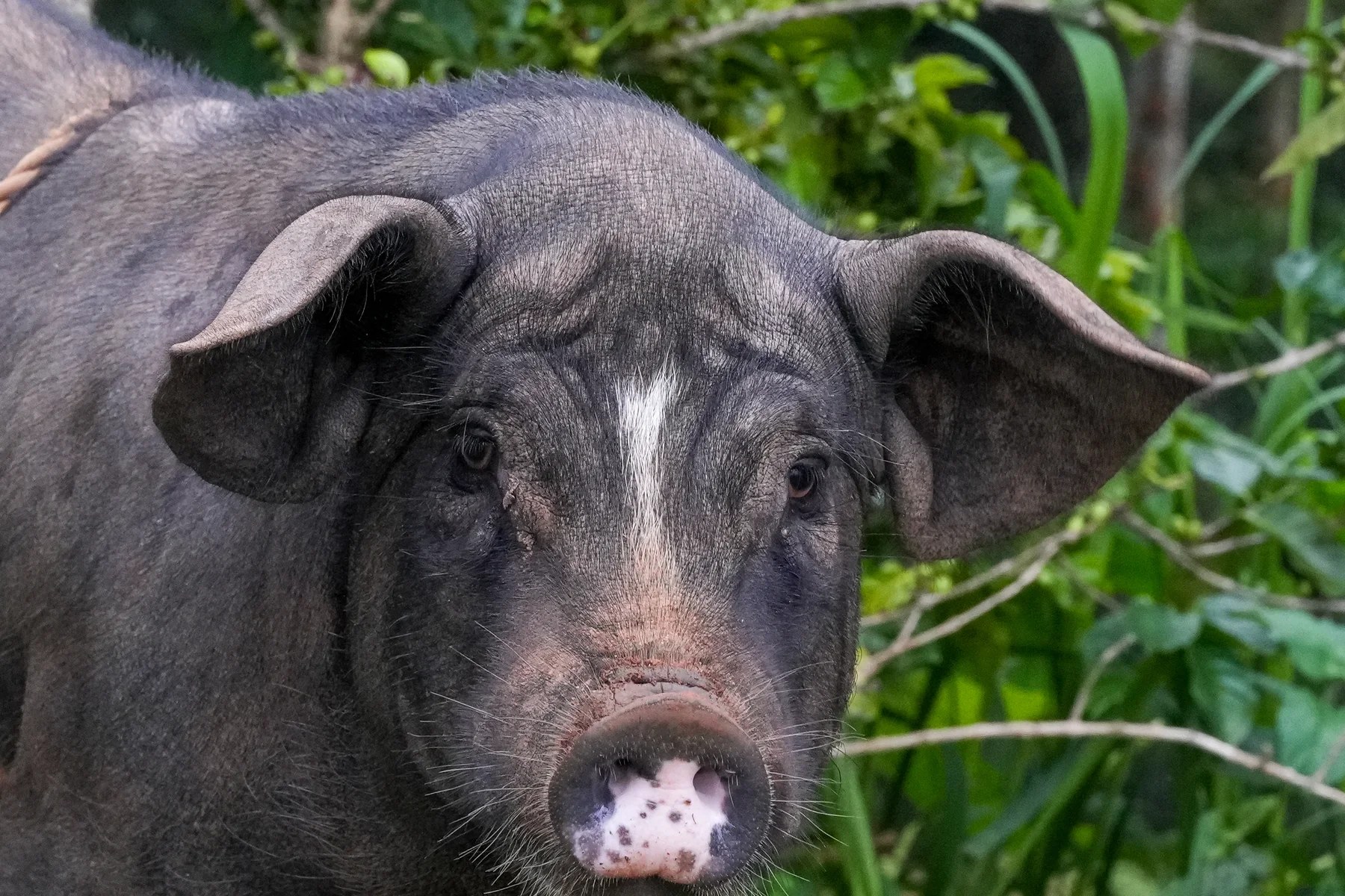 Dark pig facing the camera with its snout close to the lens