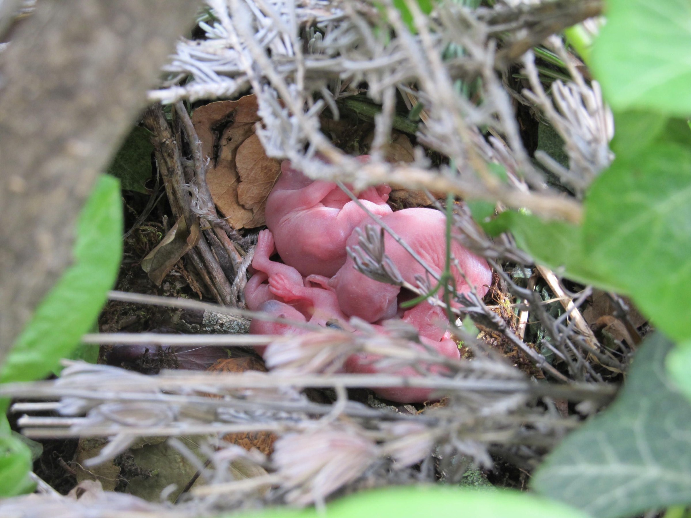 Newborn red squirrel kits curled together in a nest of twigs and leaves