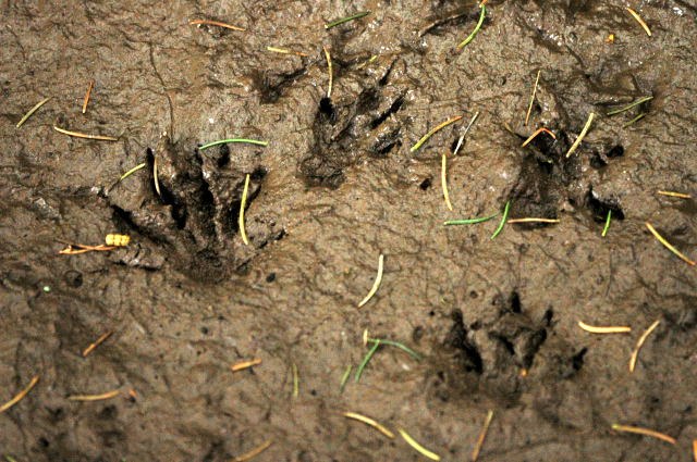 European hedgehog footprints pressed into mud
