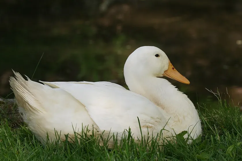 White domestic duck resting on grass