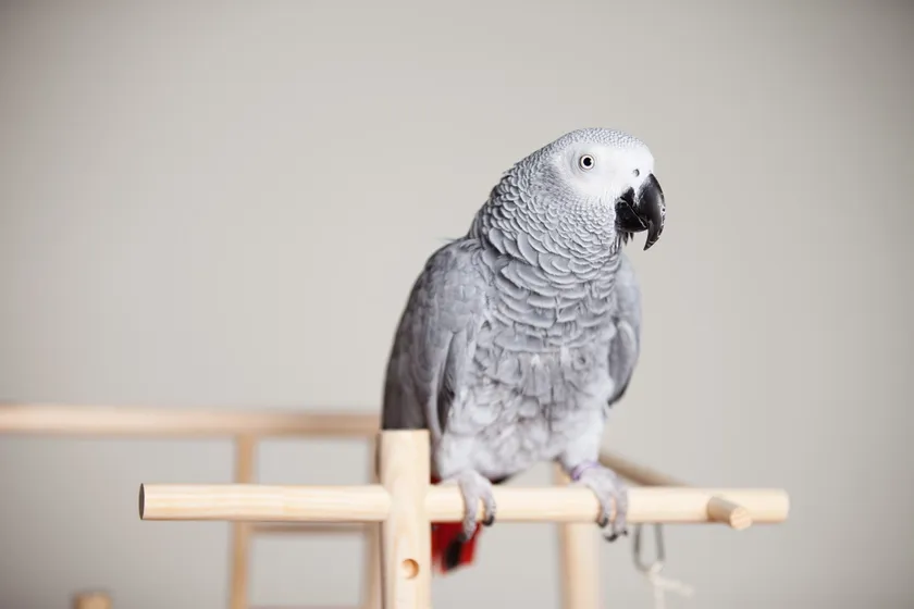 Captive African grey parrot perched on a wooden stand