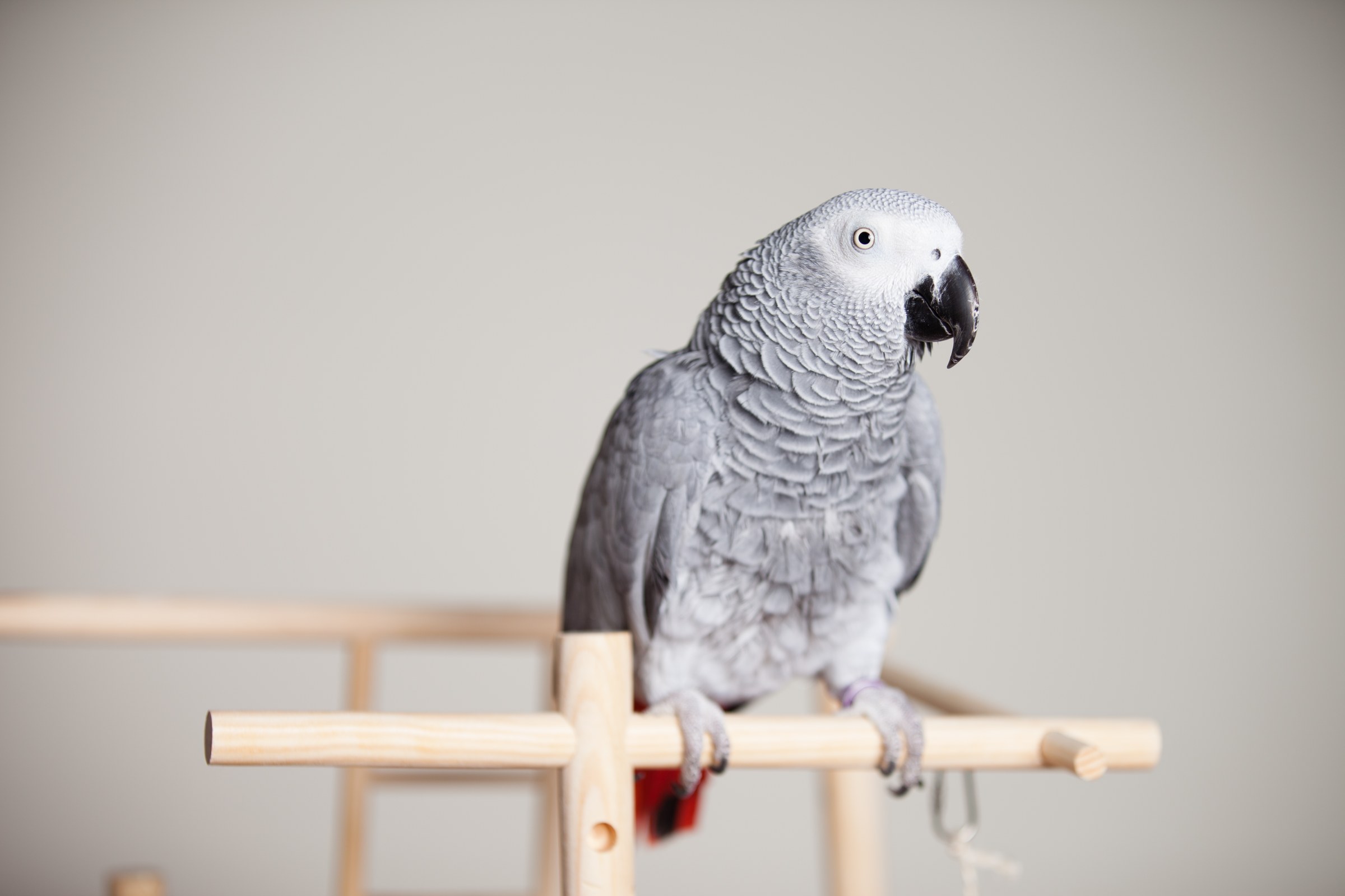 Captive African grey parrot perched on a wooden stand