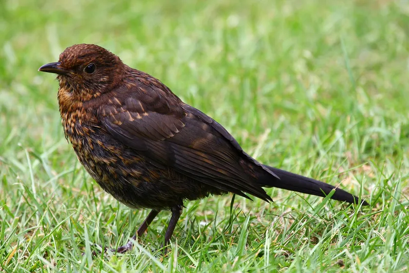 Juvenile Eurasian blackbird standing on a lawn in England