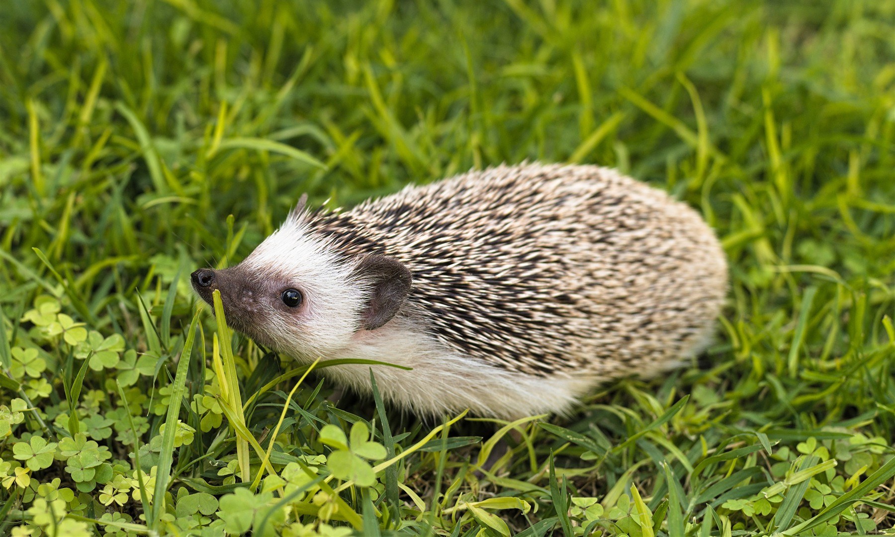Young African pygmy hedgehog standing in green grass, shown in side profile