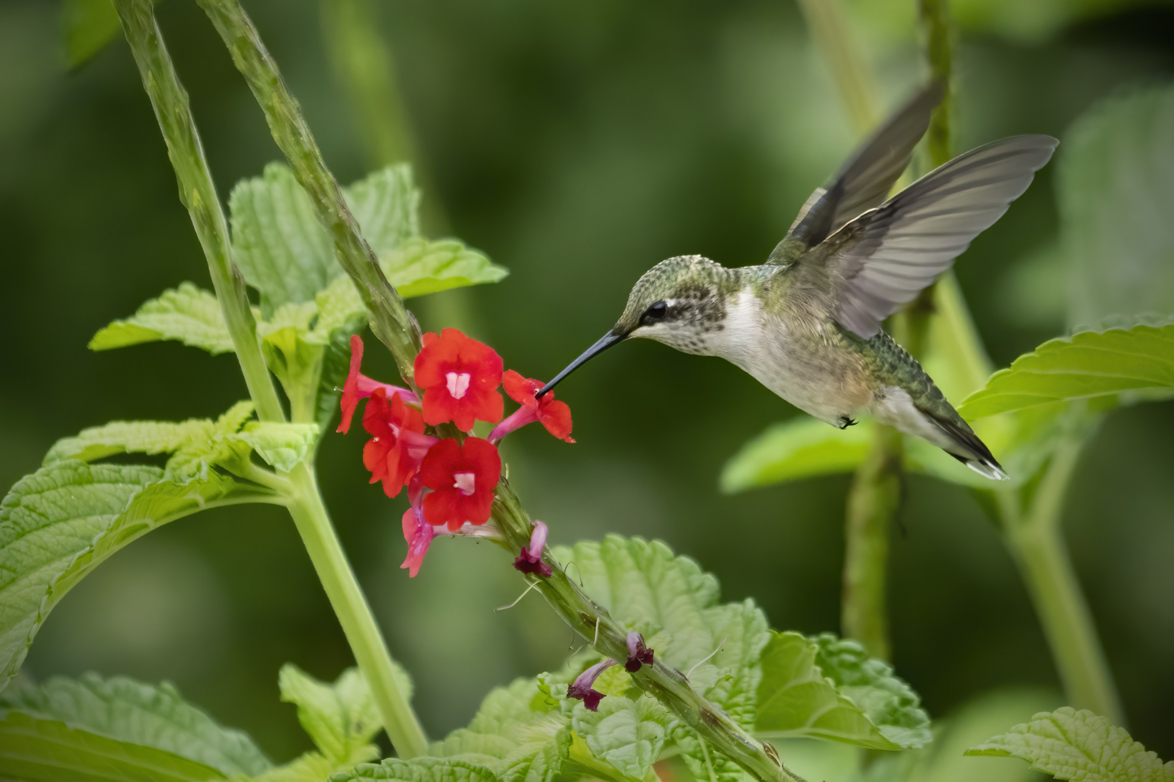 Ruby-throated hummingbird hovering with its bill inside a red flower