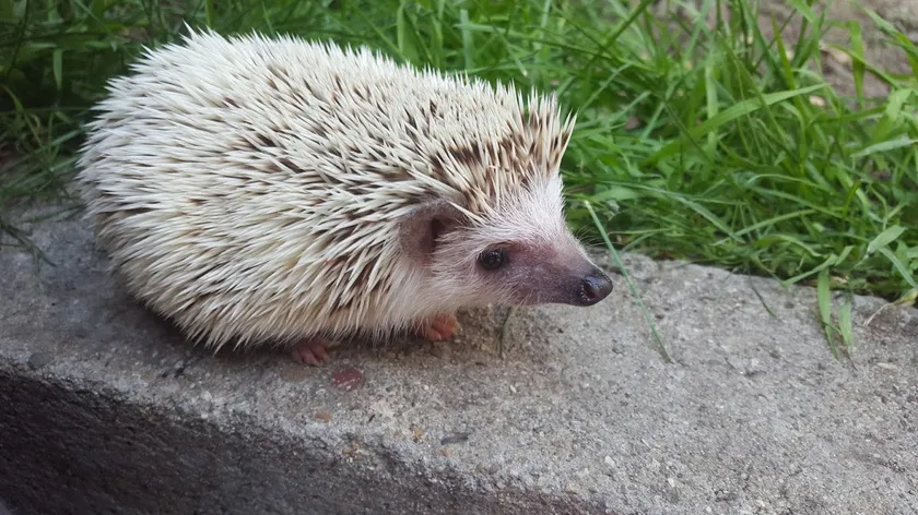 African pygmy hedgehog standing on stone beside grass