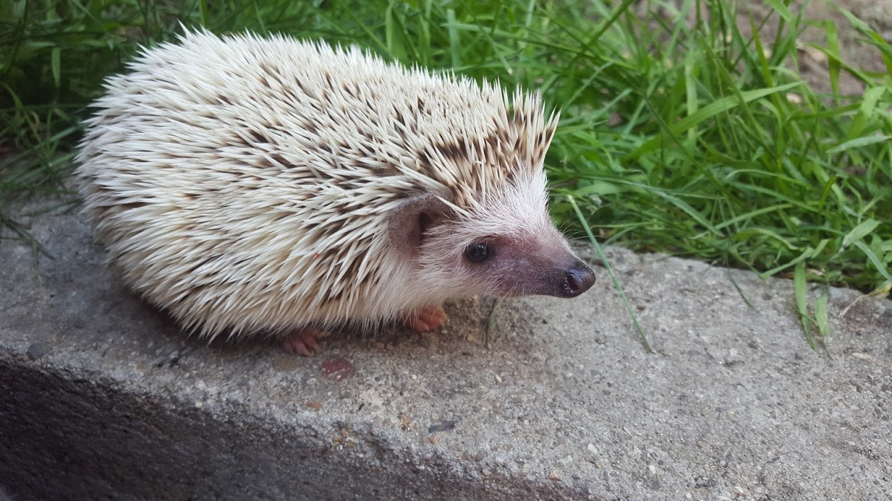 African pygmy hedgehog standing on stone beside grass