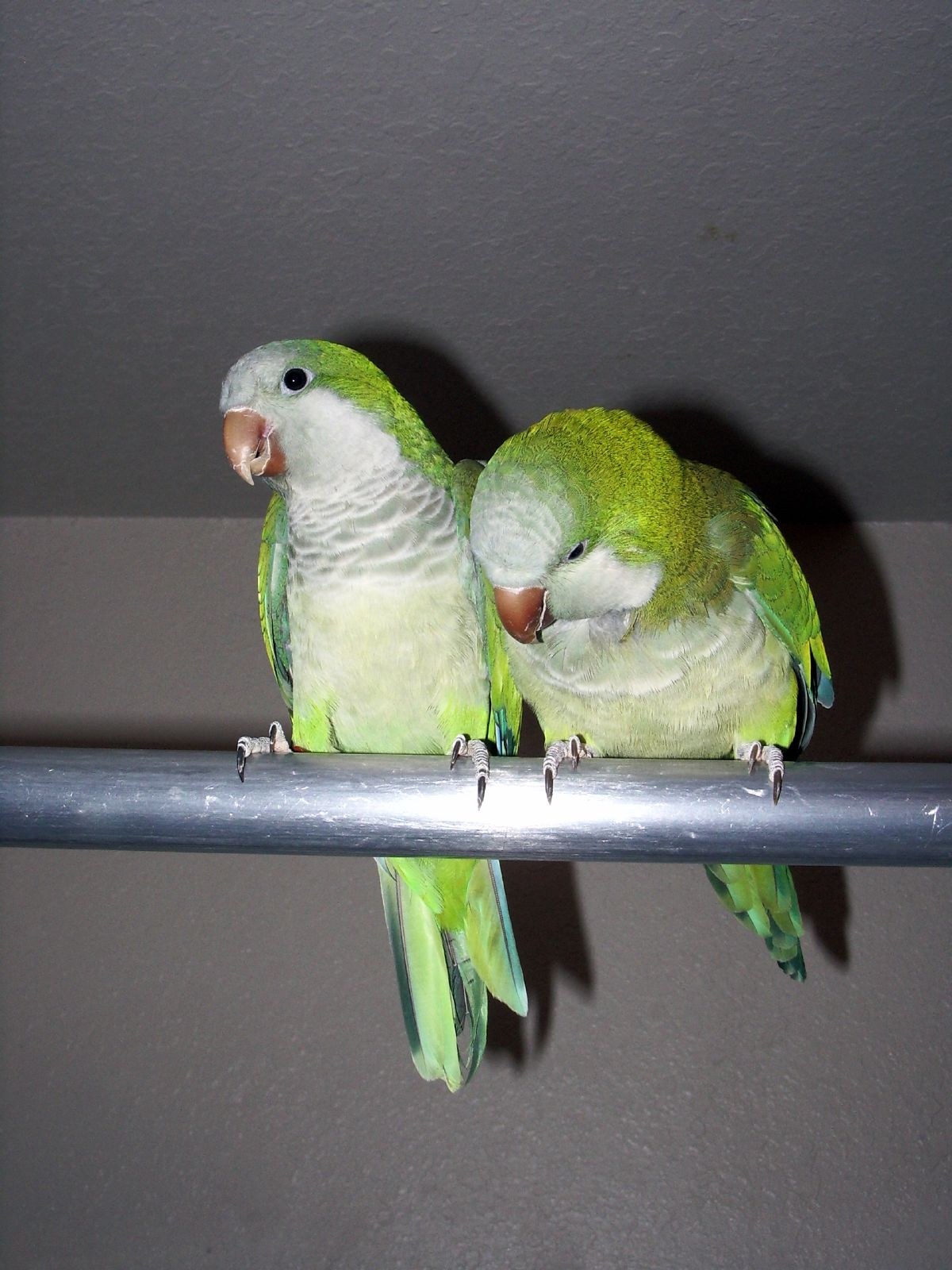 Two green monk parakeets perched on a shower rail