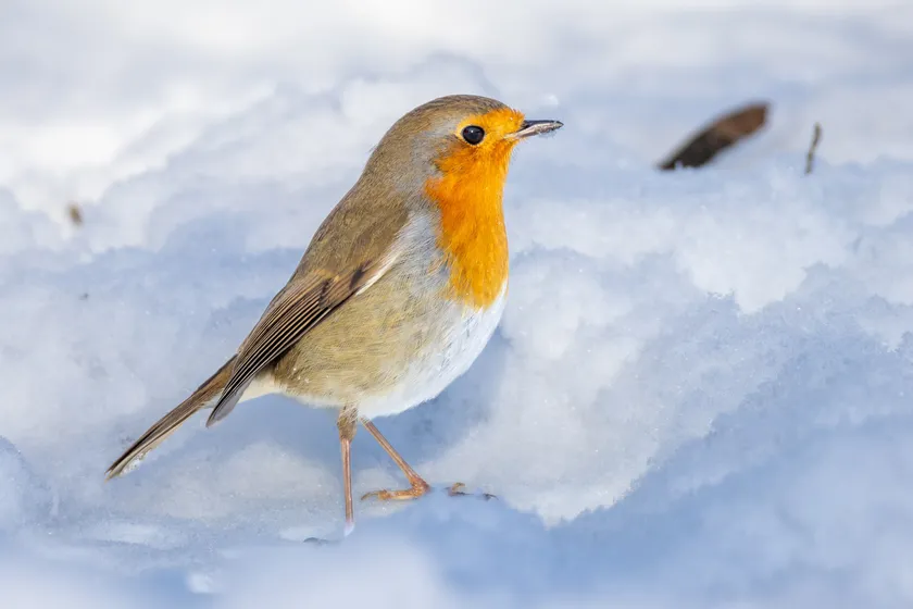 European robin standing on snow with its orange breast in profile