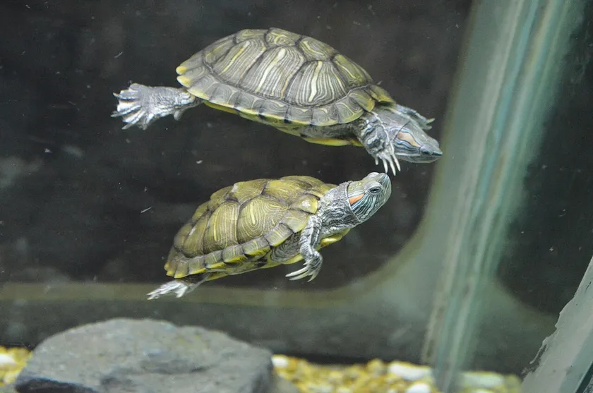 Two red-eared sliders swimming in an aquarium, one above the other