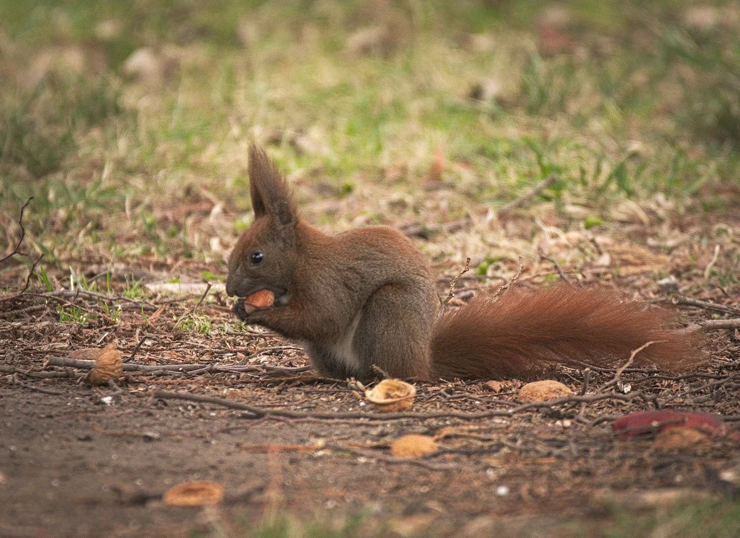 Red squirrel eating a hazelnut in a park in Wrocław