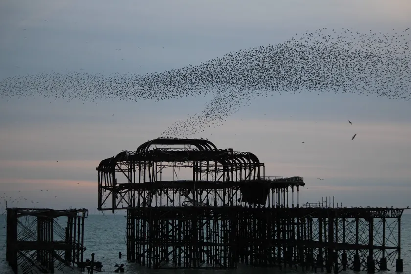 A large murmuration of starlings sweeping over Brighton West Pier at dusk